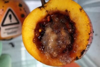 La fruta podrida anuncia un peligro imminente